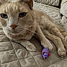 cat, beige_cat, toy_mouse, quilted_bedspread, indoor, pet, feline, close_up, relaxed, animal, whiskers, paws, bed, domestic_cat, cute, fur, resting, sleepy, playful, companion