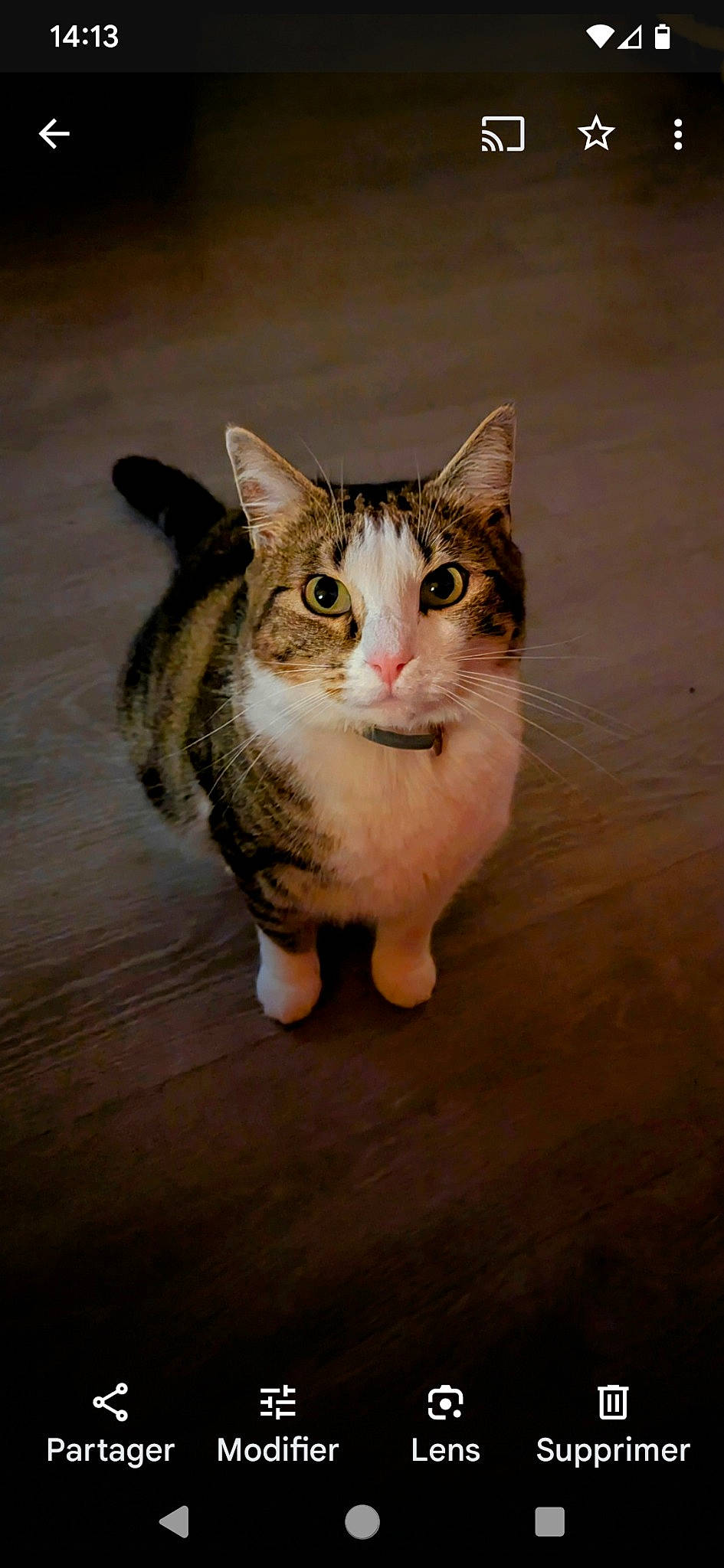 Nouky participe au concours pour gagner de l'argent avec cette photo : carnivore, cat, domestic_short_haired_cat, door, eye, fawn, felidae, flooring, foot, fur, head, human_body, paw, small_to_medium_sized_cats, snout, tail, whiskers, wildlife, window, wood