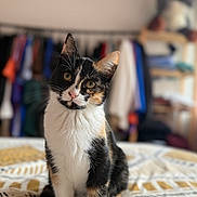 Lilo participe au concours pour gagner de l'argent avec cette photo : animal, bedspread, blurred_background, calico_cat, cat, clothing, curious, domestic_animal, ears, eyes, feline, fur, household, indoor, pattern, pet, shelf, sitting, tilted_head, whiskers