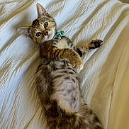 Kitty joined the competition — help win amazing prizes! animal, bed, cat, collar, curious, cute, domestic, feline, fur, indoor, kitten, lying_down, paw, pet, resting, small, tabby, whiskers, white_bedspread, young