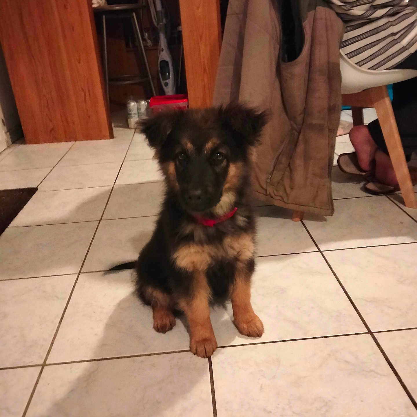 Rubie participe au concours pour gagner de l'argent avec cette photo : animal, black, brown, chair, cute, dog, domestic, ears, floor_tiles, footwear, furniture, home, indoor, jacket, person, pet, puppy, red_collar, sitting, tile_floor