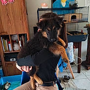 Rubie participe au concours pour gagner de l'argent avec cette photo : animal, black_puppy, brown_puppy, chair, clothing, container, floor_tiles, furniture, holding, home, indoor, person, pet_bowl, pet_cage, portrait, portrait_painting, puppy, sitting, table, wooden_cabinet