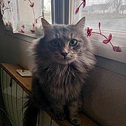 Mistigrette participe au concours pour gagner de l'argent avec cette photo : animal, cat, cozy, curious, curtains, daylight, domestic, feline, floral_pattern, fluffy, gray, green_eyes, home, indoor, long_hair, pet, sitting, whiskers, window, wooden_ledge
