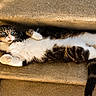 Prunille participe au concours pour gagner de l'argent avec cette photo : cat, tabby_cat, stairs, concrete, sunlight, shadow, green_leaves, relaxing, stretching, outdoor, pet, feline, white_paws, fur, animal, resting, nature, daylight, closeup, calm