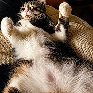 Prunille participe au concours pour gagner de l'argent avec cette photo : cat, relaxed, lying_down, fluffy, knitted_blanket, cozy, indoor, pet, feline, stretching, cute, sleeping, comfort, white_fur, brown_fur, black_fur, closeup, animal, domestic_animal, resting