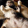 cat, relaxed, lying_down, fluffy, knitted_blanket, cozy, indoor, pet, feline, stretching, cute, sleeping, comfort, white_fur, brown_fur, black_fur, closeup, animal, domestic_animal, resting