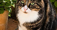 Prunille a rejoint le concours — aidez-le/la à gagner de superbes lots ! cat, tabby, green_eyes, sitting, terracotta_tiles, potted_plants, flowers, geranium, lavender, sunlight, outdoor, garden, plants, leafy, nature, pet, animal, whiskers, fur, daylight
