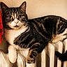 Prunille participe au concours pour gagner de l'argent avec cette photo : cat, tabby_cat, radiator, red_curtain, indoor, animal, pet, feline, striped_fur, cozy, curious_eyes, resting, warm_lighting, wall, domestic, fur, whiskers, pink_nose, tail, relaxed