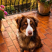Titours participe au concours pour gagner de l'argent avec cette photo : dog, muddy, terracotta_tiles, potted_plants, flowers, pinwheel, outdoor, patio, sunlight, greenery, nature, fence, cute, pet, animal, brown_dog, garden, scenic_view, spring, summer
