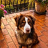 dog, muddy, terracotta_tiles, potted_plants, flowers, pinwheel, outdoor, patio, sunlight, greenery, nature, fence, cute, pet, animal, brown_dog, garden, scenic_view, spring, summer