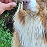 dog, fluffy, brown_and_white, outdoor, grass, greenery, hand, crayfish, animal, pet, nature, curious, mammal, canine, snout, fur, wildlife, closeup, interaction, summer