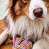 dog, pet, toy, rope_toy, floor, tile, brown_and_white, fur, paw, close_up, playful, animal, companion, cute, domestic_animal, indoors, looking, portrait, canine, friendly