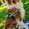 dog, brown_and_white, julius_k9, harness, sitting, blanket, blue, white, checkered, grass, park, outdoor, sunny, trees, nature, pet, canine, side_view, fur, alert