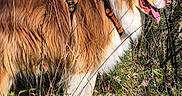 Titours participe au concours pour gagner de l'argent avec cette photo : dog, outdoor, forest, grass, trees, animal, pet, canine, nature, sunlight, happy, tongue_out, fur, harness, side_view, standing, brown, white, daytime, wildlife