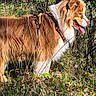 dog, outdoor, forest, grass, trees, animal, pet, canine, nature, sunlight, happy, tongue_out, fur, harness, side_view, standing, brown, white, daytime, wildlife