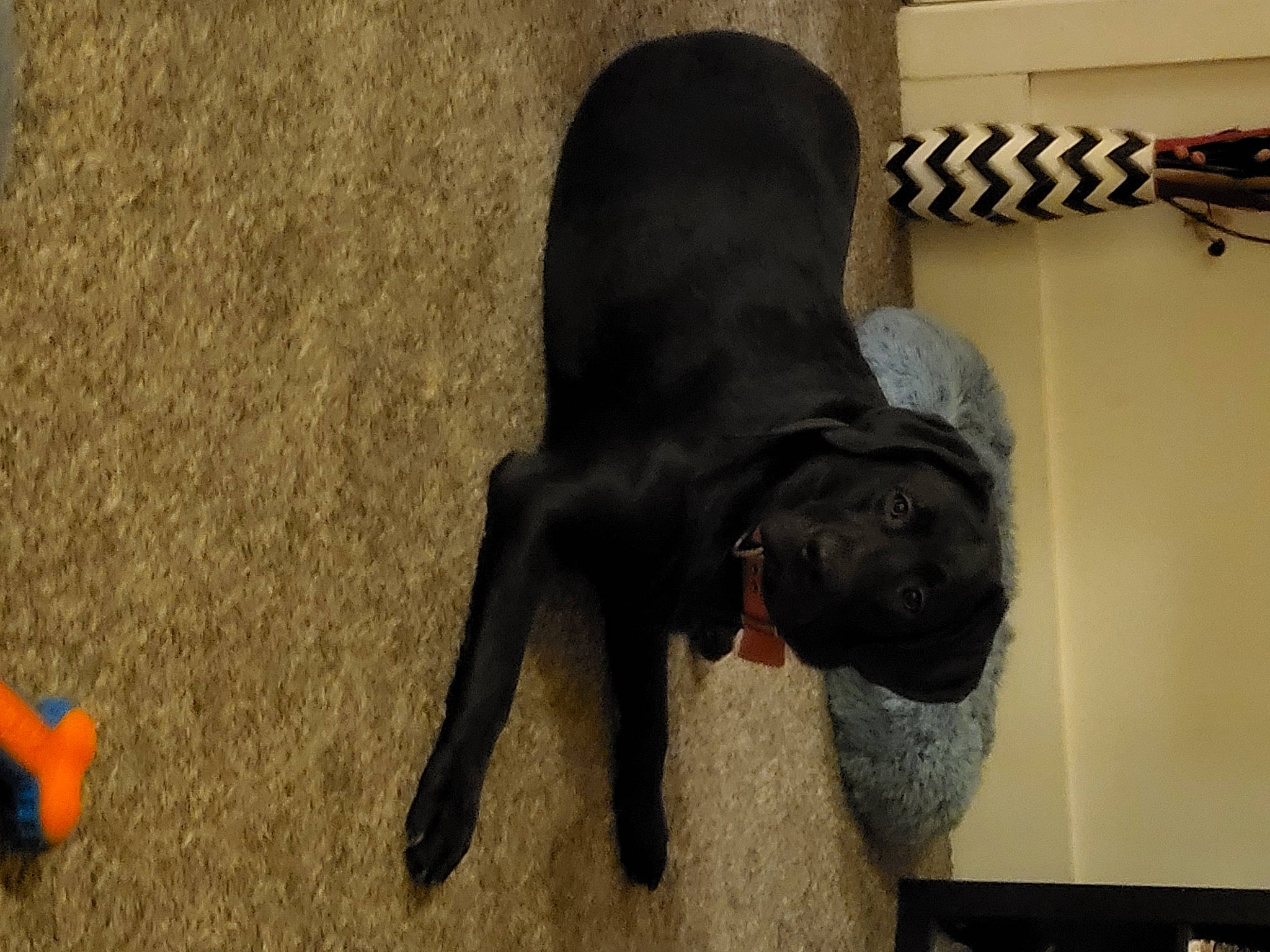 Serenity joined the competition — help win amazing prizes! canidae, carnivore, comfort, companion_dog, dog, dog_breed, fawn, flooring, fur, guard_dog, hardwood, non_sporting_group, snout, sporting_group, tail, terrestrial_animal, toy, toy_dog, wood, working_animal