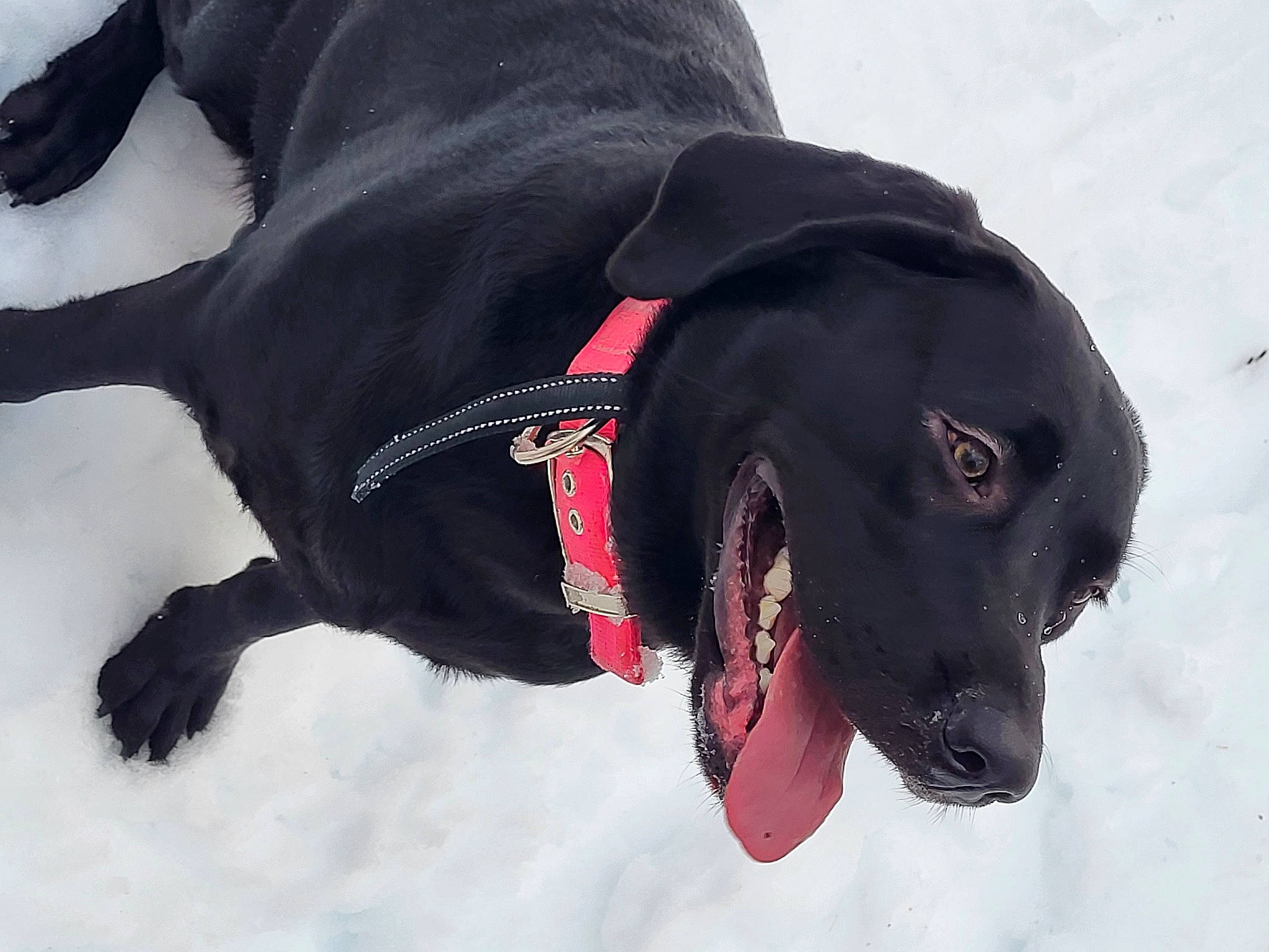 Serenity joined the competition — help win amazing prizes! borador, carmine, carnivore, collar, companion_dog, dog, dog_breed, dog_clothes, dog_collar, dog_supply, freezing, leash, liver, personal_protective_equipment, pet_supply, snout, snow, sporting_group, winter, working_animal