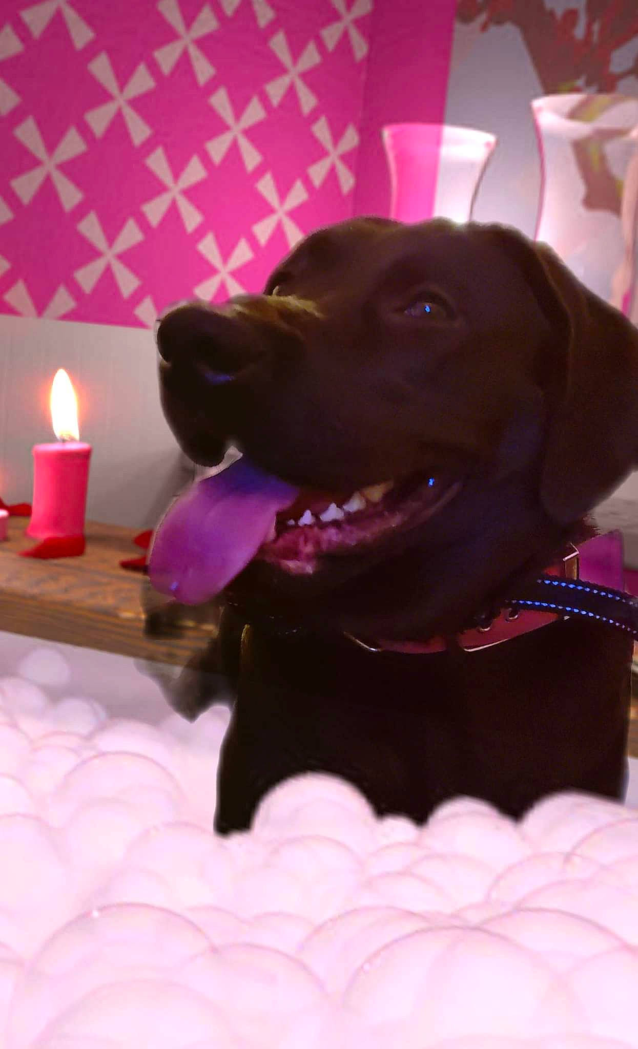 Serenity is registered to the contest to win money with this photo: brown, candle, carnivore, collar, companion_dog, dog, dog_breed, dog_collar, fawn, fur, light, liver, magenta, pet_supply, pink, purple, snout, sporting_group, wax, whiskers