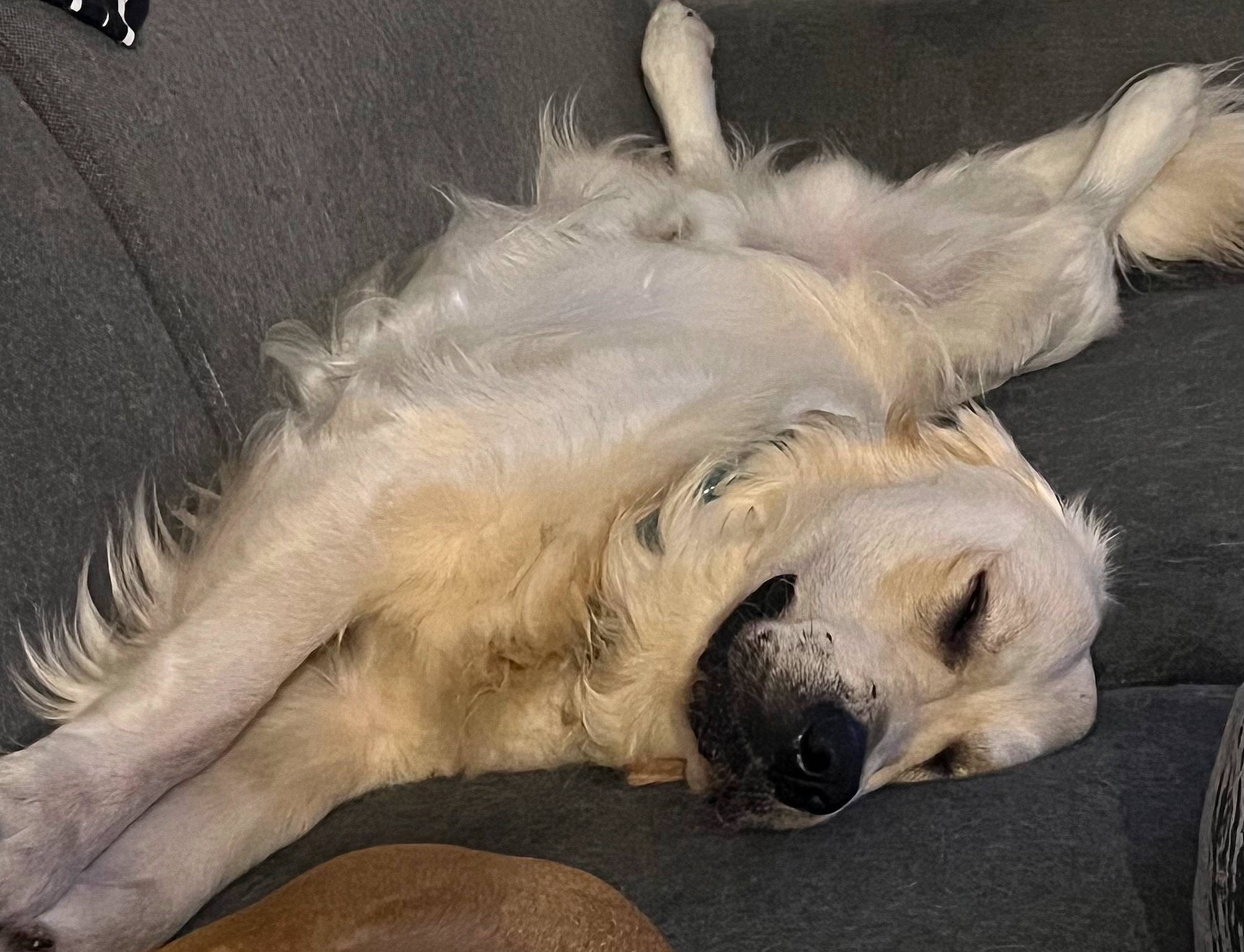 Tyson Et Socra participe au concours pour gagner de l'argent avec cette photo : canidae, carnivore, comfort, companion_dog, couch, dog, dog_breed, dog_supply, fawn, fur, nap, paw, small_terrier, snout, sporting_group, tail, terrestrial_animal, toy_dog, whiskers, working_animal