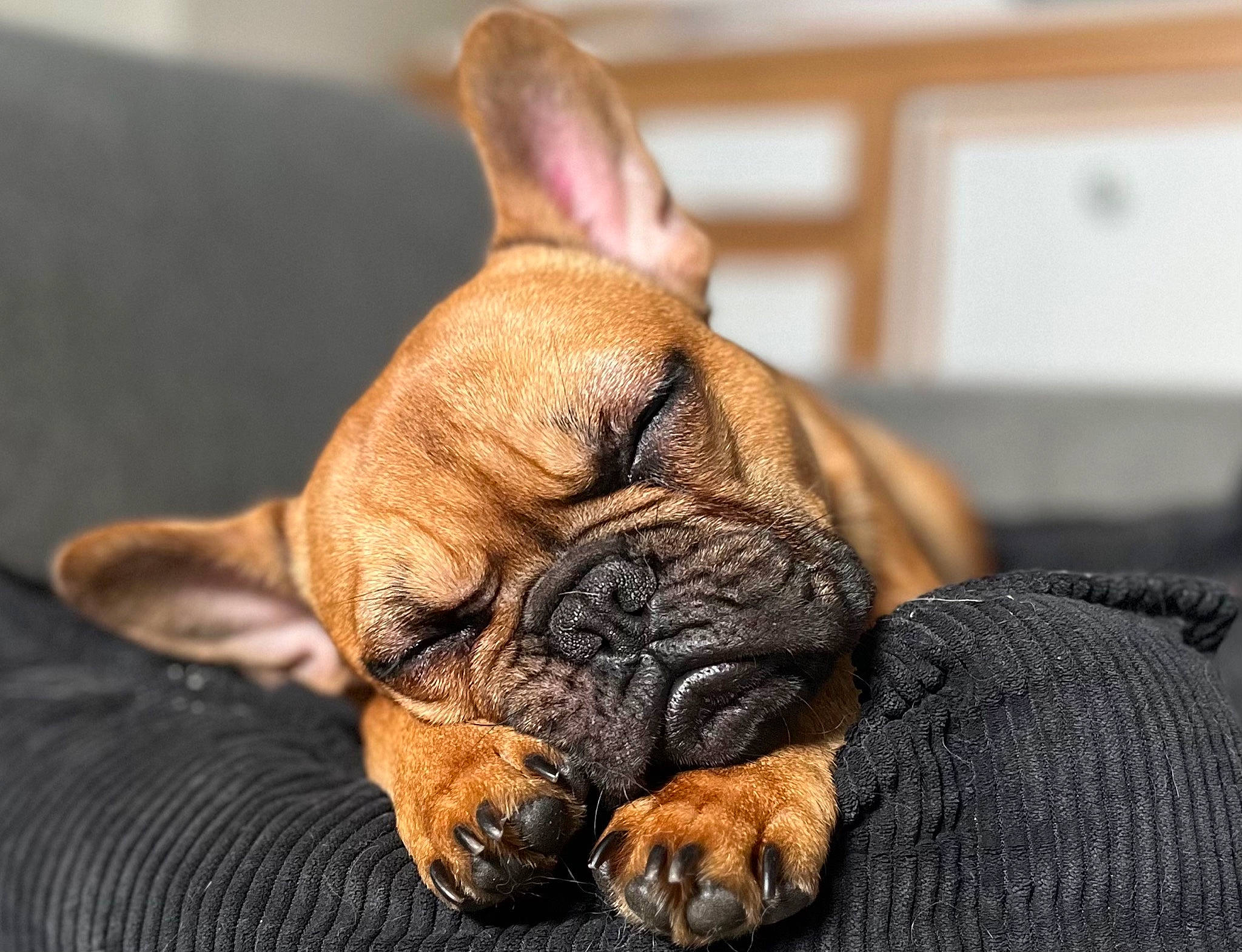 Tyson Et Socra a rejoint le concours — aidez-le/la à gagner de superbes lots ! bored, bulldog, canidae, carnivore, comfort, companion_dog, dog, dog_breed, ear, fawn, french_bulldog, fur, nap, paw, snout, sporting_group, terrestrial_animal, toy_dog, whiskers, wrinkle