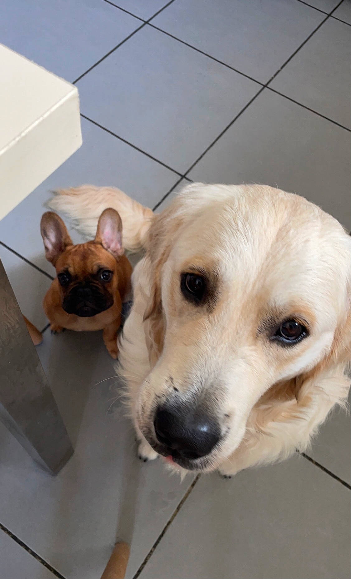 Tyson Et Socra participe au concours pour gagner de l'argent avec cette photo : canidae, carnivore, collar, companion_dog, dog, dog_breed, dog_collar, dog_supply, fawn, felidae, flooring, fur, pet_supply, puppy, retriever, sporting_group, toy_dog, whiskers, wood, working_animal