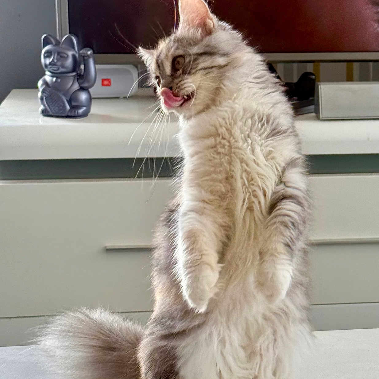 Abby participe au concours pour gagner de l'argent avec cette photo : cabinet, cat, cute, ears, feline, figurine, fluffy, fur, home, indoor, licking, lucky_cat, nose, pet, playful, standing, tail, television, whiskers, white_surface