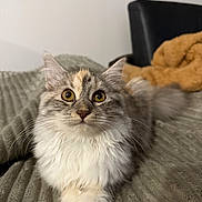 Abby participe au concours pour gagner de l'argent avec cette photo : animal, blanket, cat, couch, cozy, cute, domestic, ears, eyes, fluffy, fur, home, indoor, nose, paws, pet, portrait, relaxed, texture, whiskers