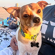 Coco joined the competition — help win amazing prizes! dog, small_dog, collar, pet_tag, person, beach, blanket, sunset, outdoor, sand, relaxation, hand, casual_clothing, ear, animal, closeup, brown_and_white, cute, daylight, vacation