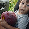 child, car_seat, fruit, large_fruit, holding, serious_expression, inside_car, seatbelt, green_foliage, window, short_hair, tshirt, camouflage_shorts, hand, face, young_child, natural_light, vehicle_interior, seat, curious