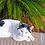 animal, black_and_white, cat, close_up, concrete, daylight, feline, fur, greenery, ledge, nature, outdoor, palm_leaves, pet, relaxed, resting, sunlight, texture, whiskers, yellow_eyes