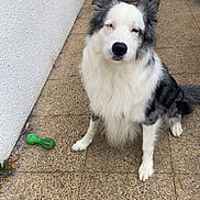 Phantom participe au concours pour gagner de l'argent avec cette photo : dog, border_collie, outdoor, pet, animal, fur, white, black, sitting, toy, chew_toy, paw, nose, ears, door, wall, patio, tile, floor, expression