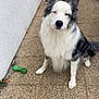 dog, border_collie, outdoor, pet, animal, fur, white, black, sitting, toy, chew_toy, paw, nose, ears, door, wall, patio, tile, floor, expression