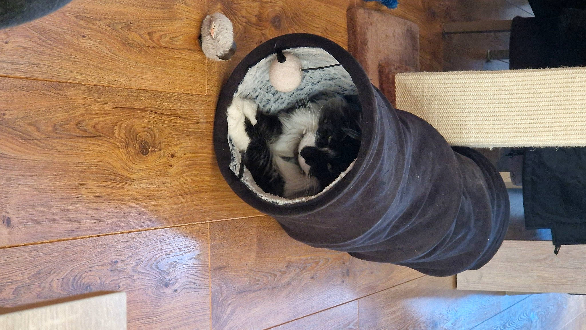 Portho participe au concours pour gagner de l'argent avec cette photo : automotive_tire, automotive_wheel_system, carnivore, cat, comfort, felidae, flooring, fur, gas, hardwood, plywood, rim, small_to_medium_sized_cats, snout, terrestrial_animal, tread, whiskers, wood, wood_flooring, wood_stain