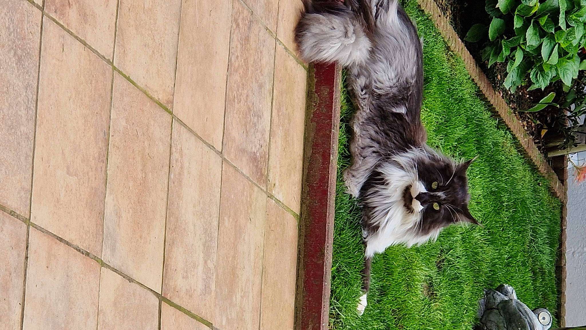 Portho a rejoint le concours — aidez-le/la à gagner de superbes lots ! canidae, carnivore, cat, dog_breed, domestic_short_haired_cat, felidae, fur, grass, hardwood, plant, small_to_medium_sized_cats, sporting_group, tail, terrestrial_animal, whiskers, wildlife, window, wood