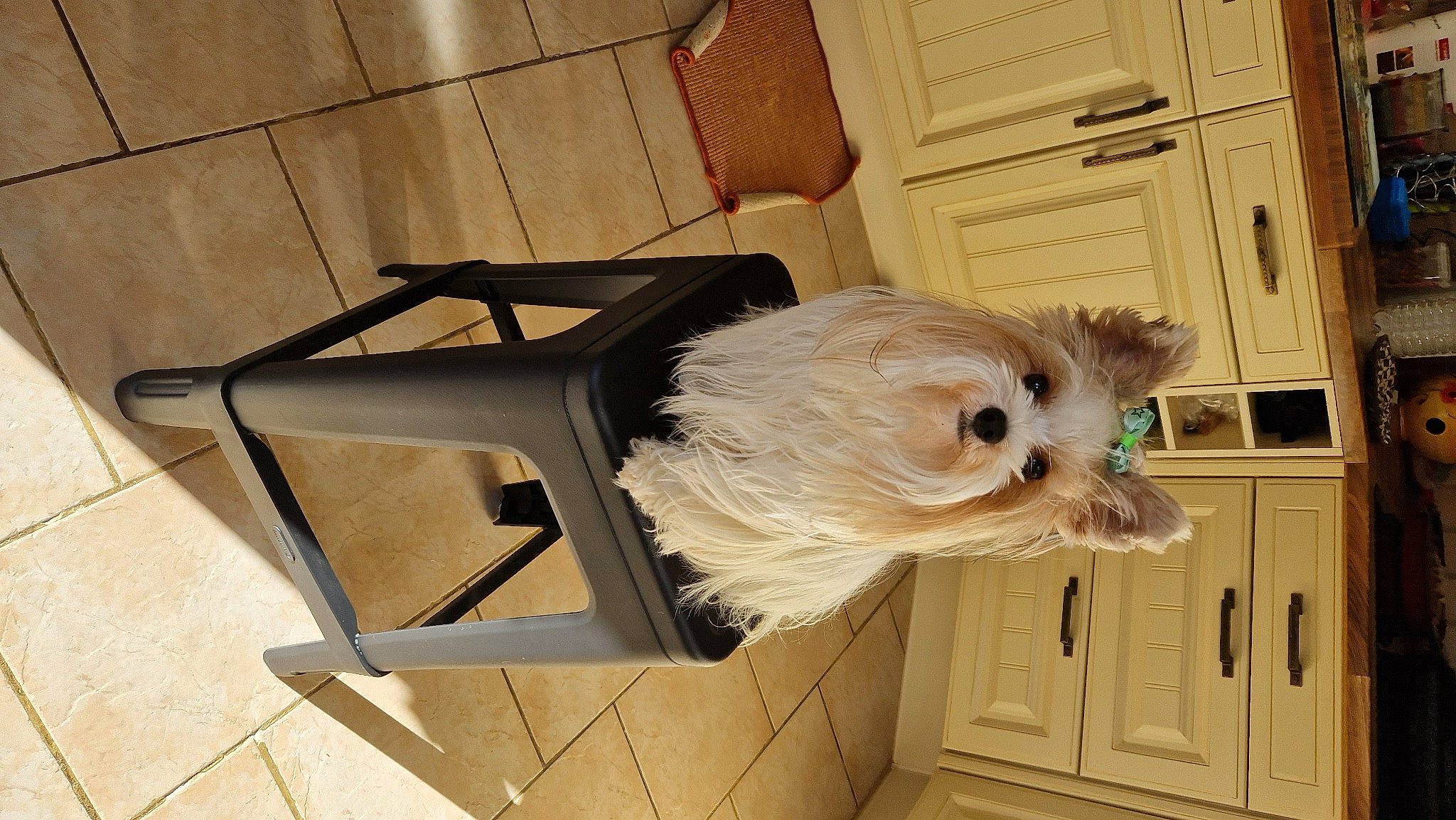 Tamara a rejoint le concours — aidez-le/la à gagner de superbes lots ! cabinetry, canidae, carnivore, chair, companion_dog, dog, dog_breed, dog_supply, door, easel, fawn, flooring, fur, hardwood, pet_supply, room, sporting_group, toy_dog, wood, working_animal