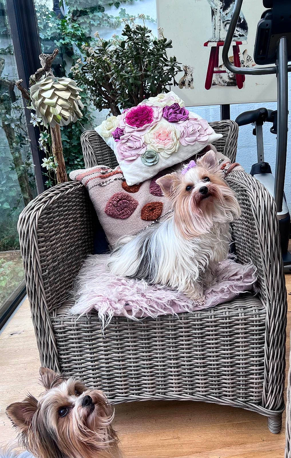 Tamara participe au concours pour gagner de l'argent avec cette photo : canidae, carnivore, companion_dog, dog, dog_breed, dog_supply, fur, liver, non_sporting_group, outdoor_furniture, pet_supply, plant, sporting_group, terrier, toy_dog, working_animal