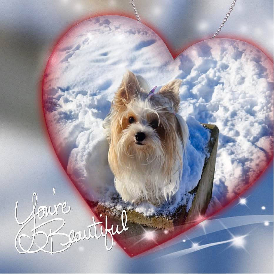 Tamara participe au concours pour gagner de l'argent avec cette photo : ancient_dog_breeds, canidae, carnivore, companion_dog, corgi_chihuahua, dog, dog_breed, dog_supply, font, fur, graphics, happy, mammal, photo_caption, small_terrier, snout, snow, terrier, toy_dog, yorkshire_terrier