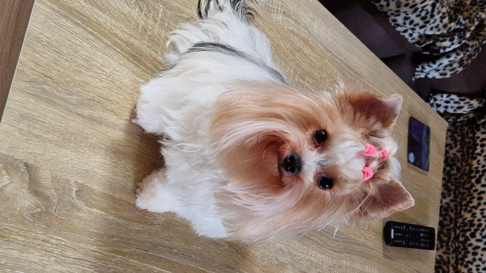 Tamara participe au concours pour gagner de l'argent avec cette photo : canidae, carnivore, collar, companion_dog, dog, dog_breed, dog_collar, dog_supply, fashion_accessory, fawn, fur, hardwood, liver, pet_supply, small_terrier, snout, sporting_group, toy_dog, wood, working_animal