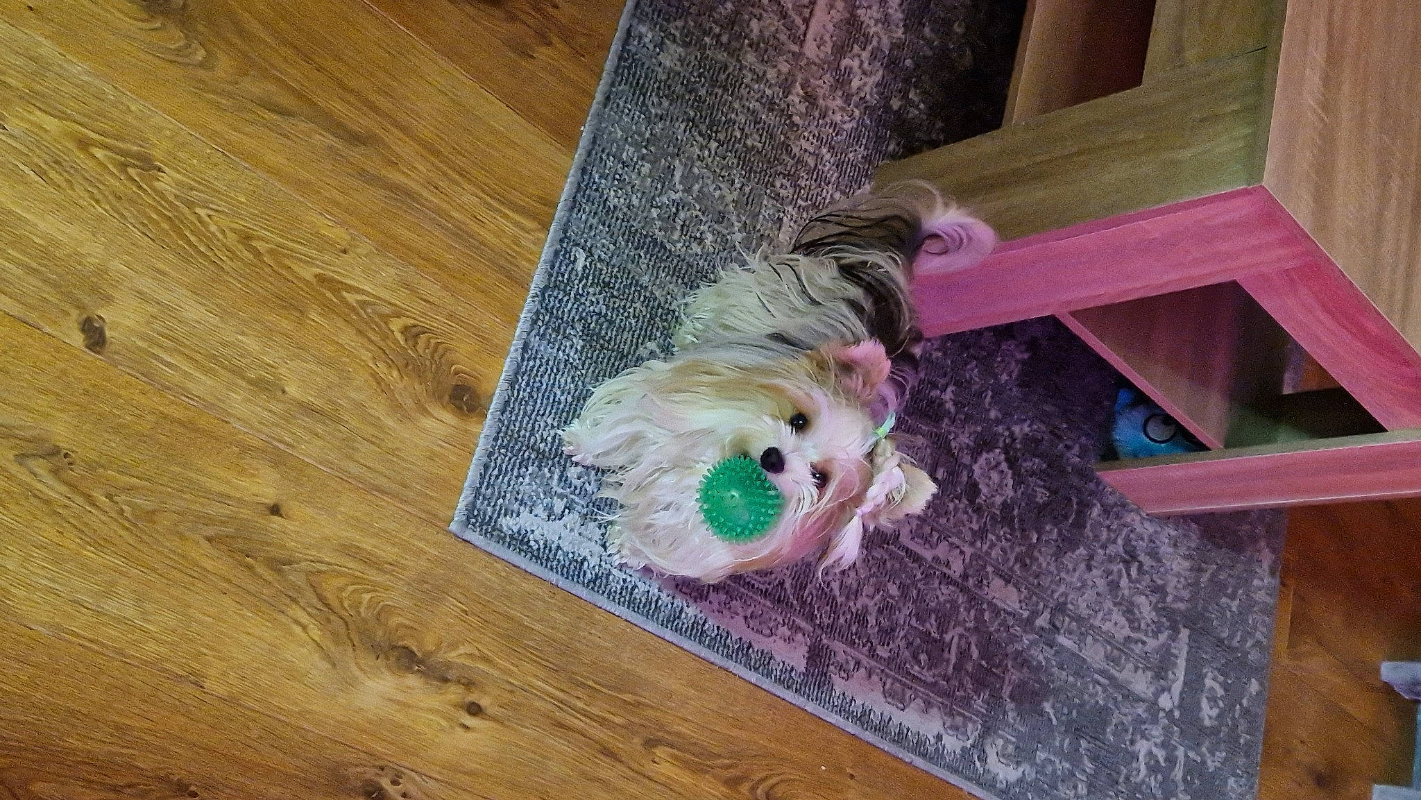 Tamara participe au concours pour gagner de l'argent avec cette photo : carnivore, companion_dog, dog, dog_breed, dog_supply, fawn, floor, flooring, hardwood, laminate_flooring, plank, plywood, purple, tail, toy, toy_dog, varnish, wood, wood_flooring, wood_stain