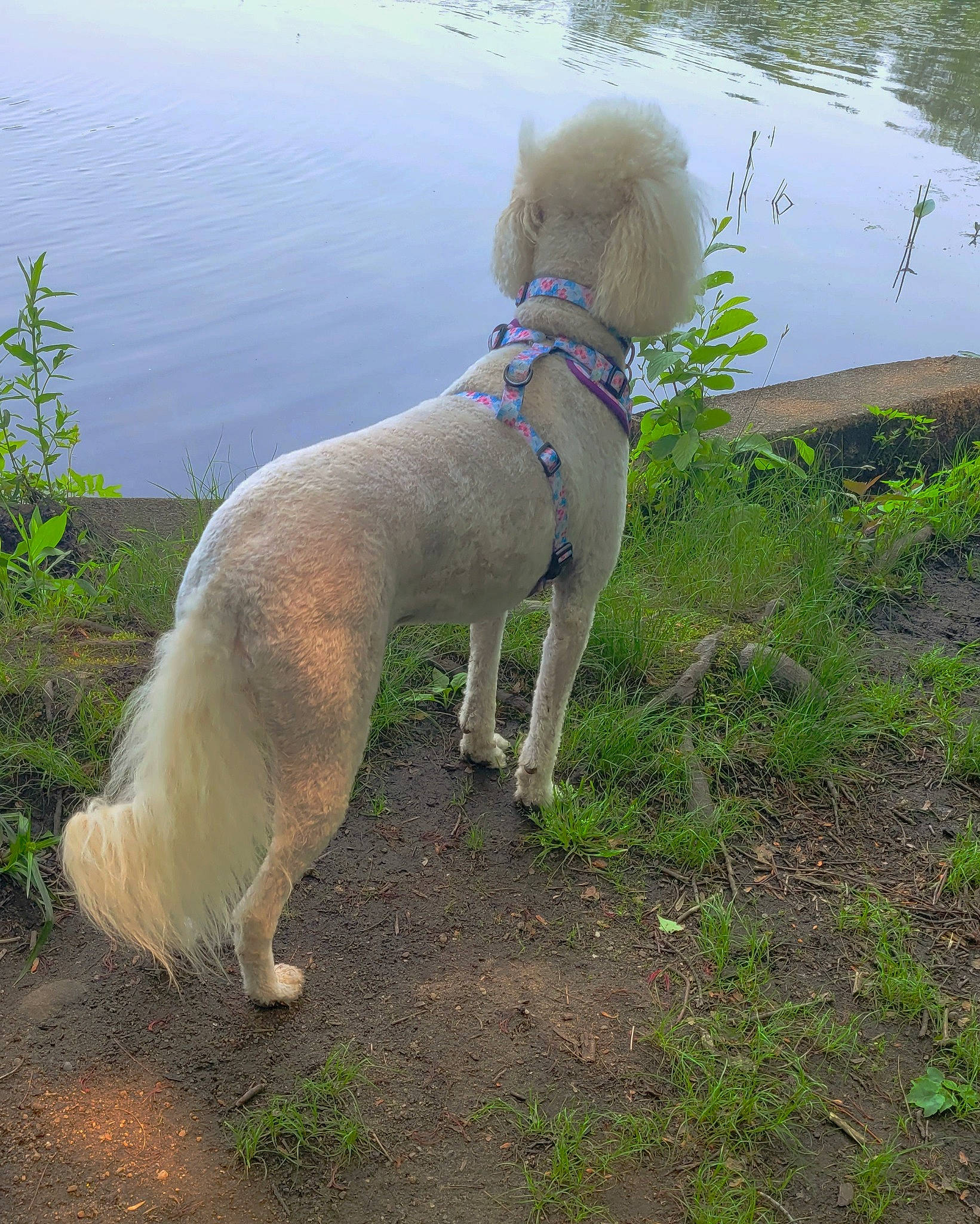 Olive joined the competition — help win amazing prizes! canidae, carnivore, collar, companion_dog, dog, dog_breed, dog_collar, dog_supply, fawn, grass, lake, leash, pet_supply, plant, poodle, sporting_group, tail, terrestrial_animal, water, working_animal