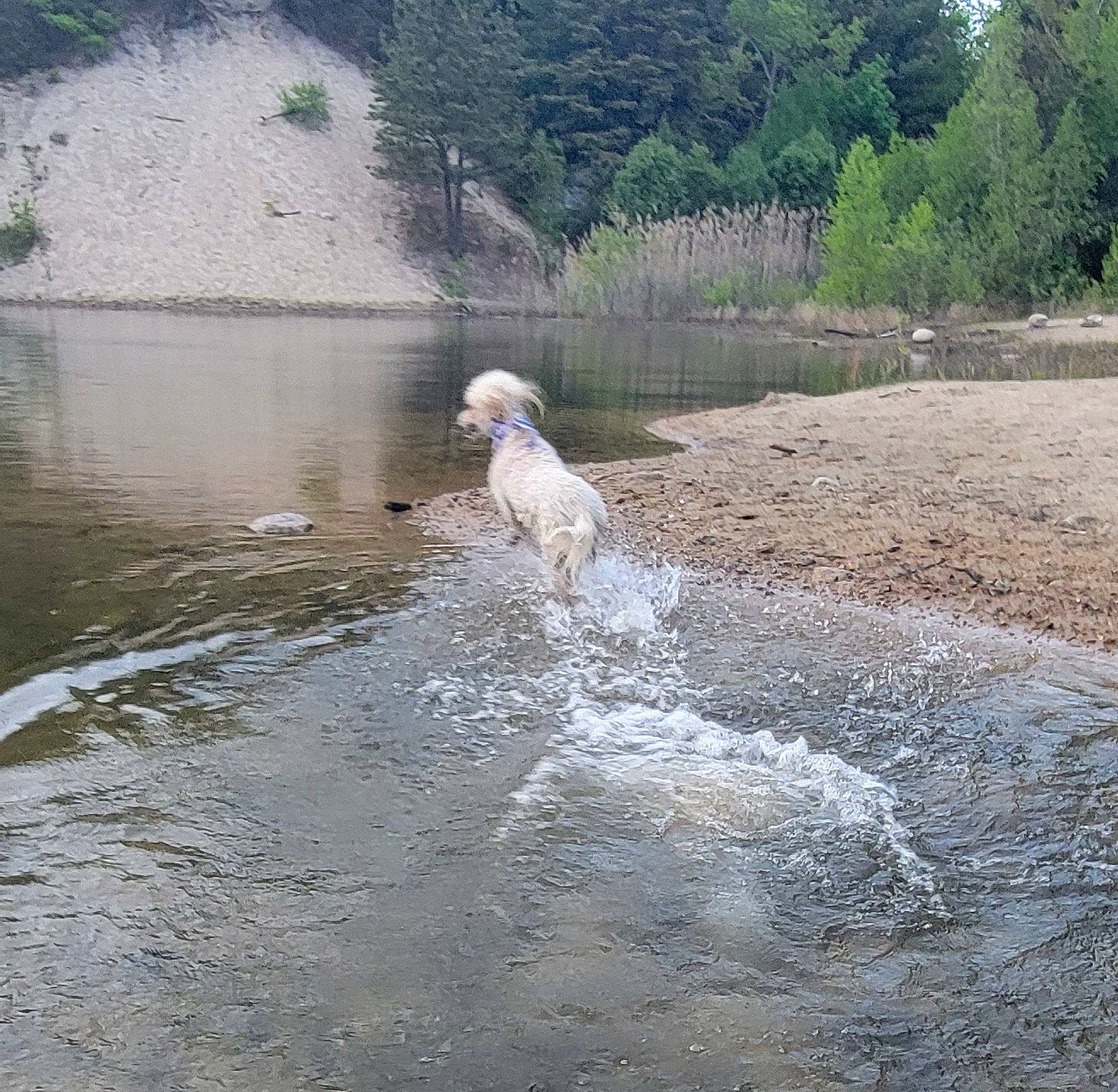 Olive is registered to the contest to win money with this photo: asphalt, canidae, carnivore, dog, dog_breed, grass, lacustrine_plain, lake, landscape, natural_landscape, plant, recreation, reservoir, seabird, soil, sporting_group, tail, tree, water, watercourse