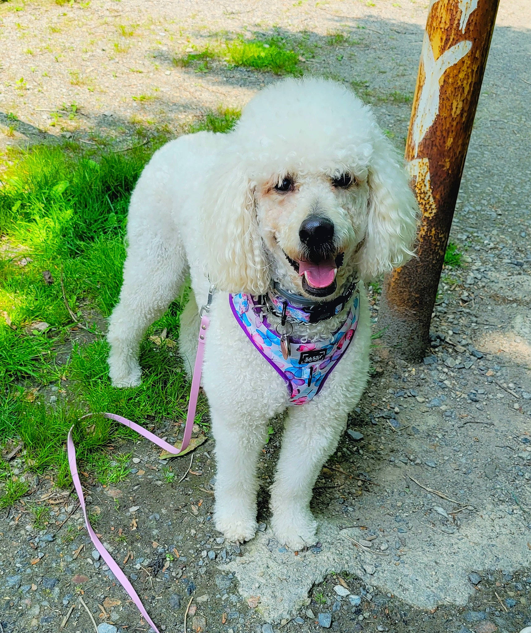 Olive is registered to the contest to win money with this photo: canidae, carnivore, collar, companion_dog, dog, dog_breed, dog_collar, dog_supply, fashion_accessory, fawn, grass, leash, pet_supply, poodle, snout, sporting_group, tail, toy_dog, water_dog, working_animal