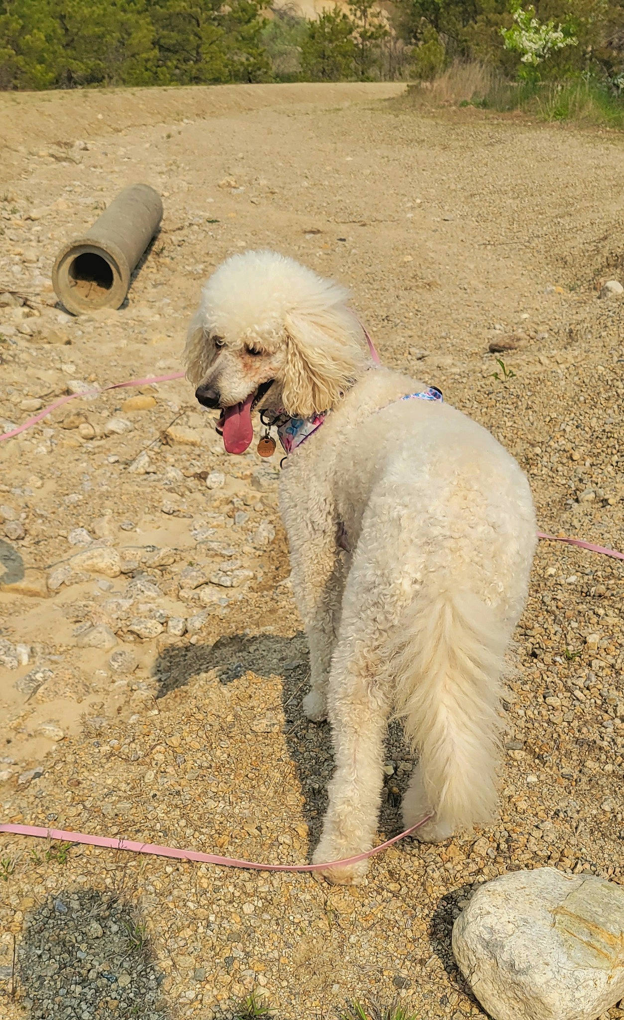 Olive is registered to the contest to win money with this photo: canidae, carnivore, companion_dog, dog, dog_breed, dog_collar, dog_supply, fur, labradoodle, pet_supply, plant, poodle, poodle_crossbreed, snout, soil, sporting_group, terrier, toy_dog, water_dog, working_animal