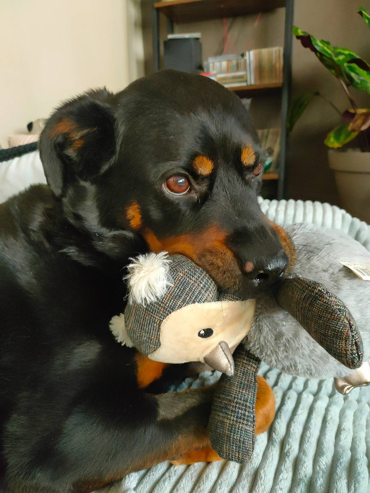 Houna participe au concours pour gagner de l'argent avec cette photo : carnivore, companion_dog, dog, dog_breed, dog_supply, dog_toy, ear, fawn, flowerpot, fur, houseplant, paw, plant, snout, sporting_group, tail, toy, toy_dog, whiskers, working_animal