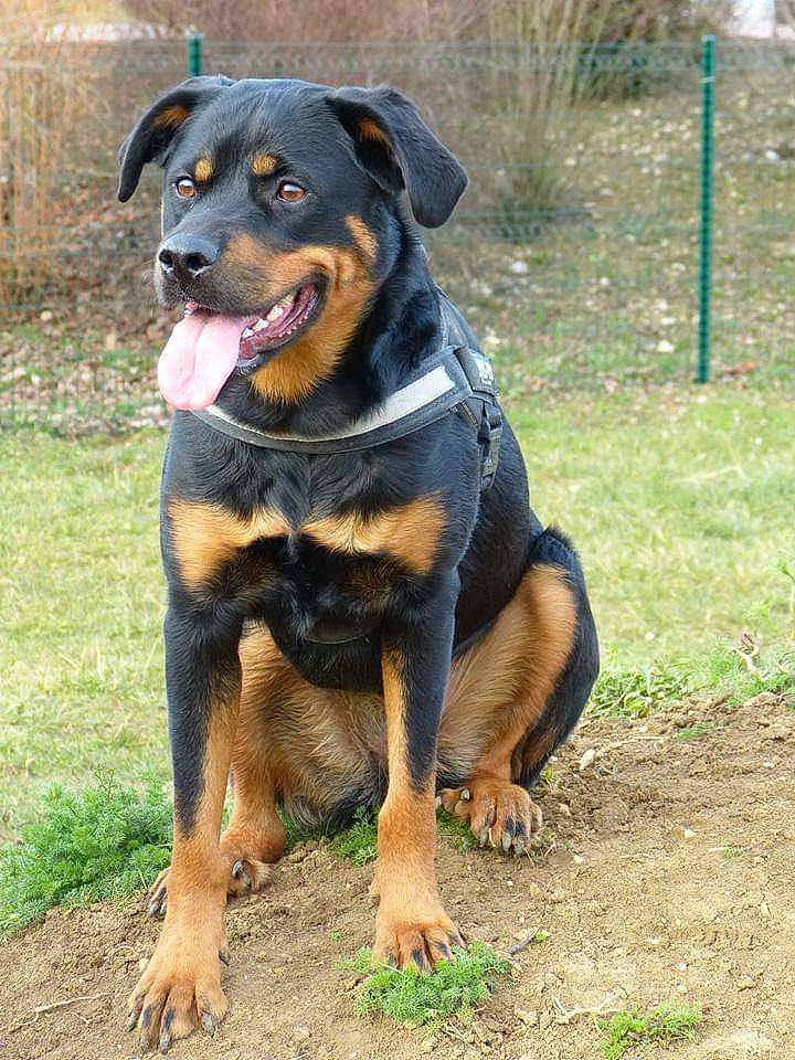 Houna participe au concours pour gagner de l'argent avec cette photo : beaglier, canidae, carlin_pinscher, carnivore, collar, companion_dog, dog, dog_breed, dog_collar, grass, guard_dog, hunting_dog, paw, plant, rottweiler, snout, sporting_group, terrestrial_animal, working_animal, working_dog