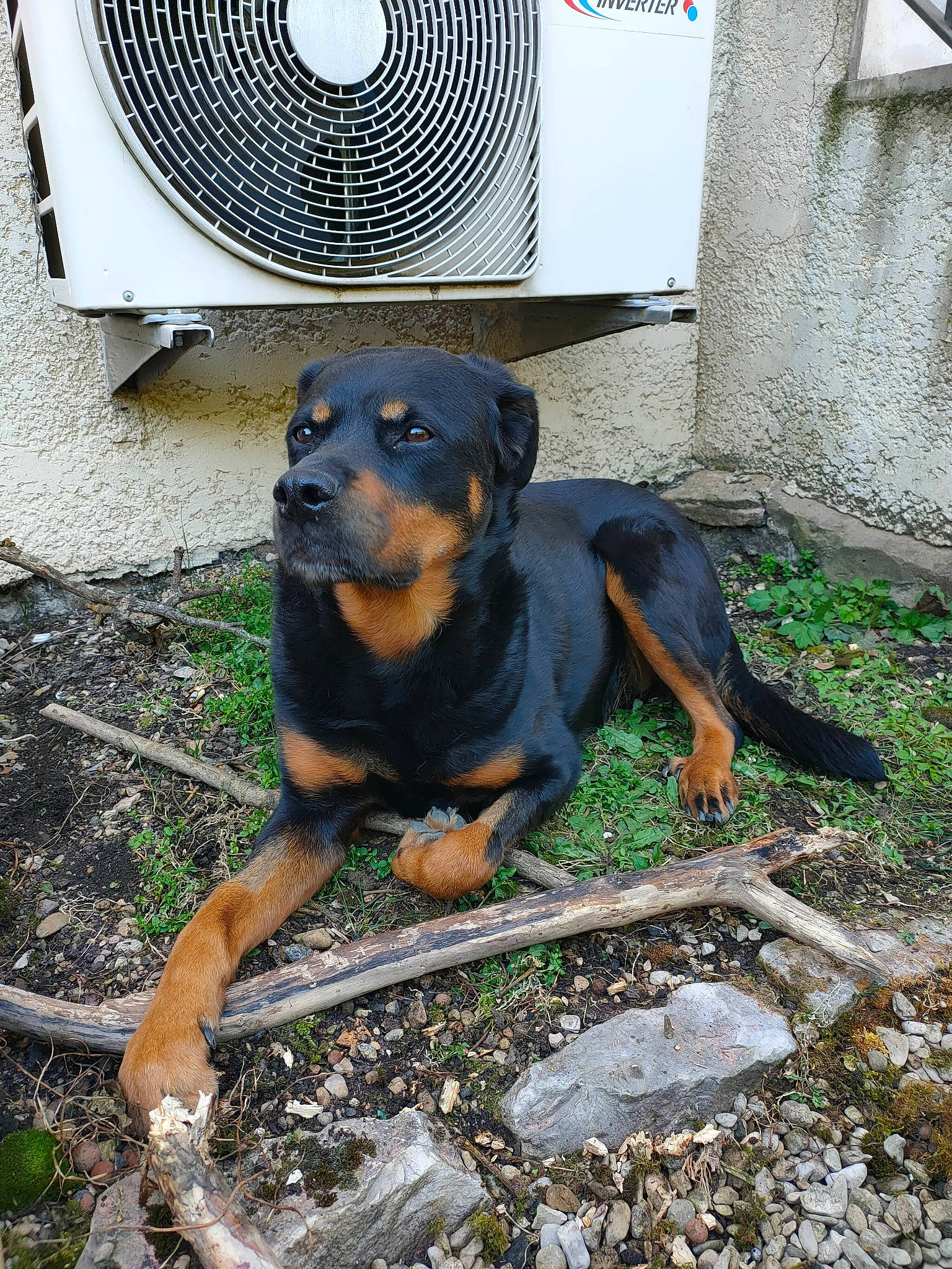 Houna a rejoint le concours — aidez-le/la à gagner de superbes lots ! carnivore, companion_dog, dog, dog_breed, gas, grass, home_appliance, hound, hunting_dog, mechanical_fan, output_device, plant, working_dog