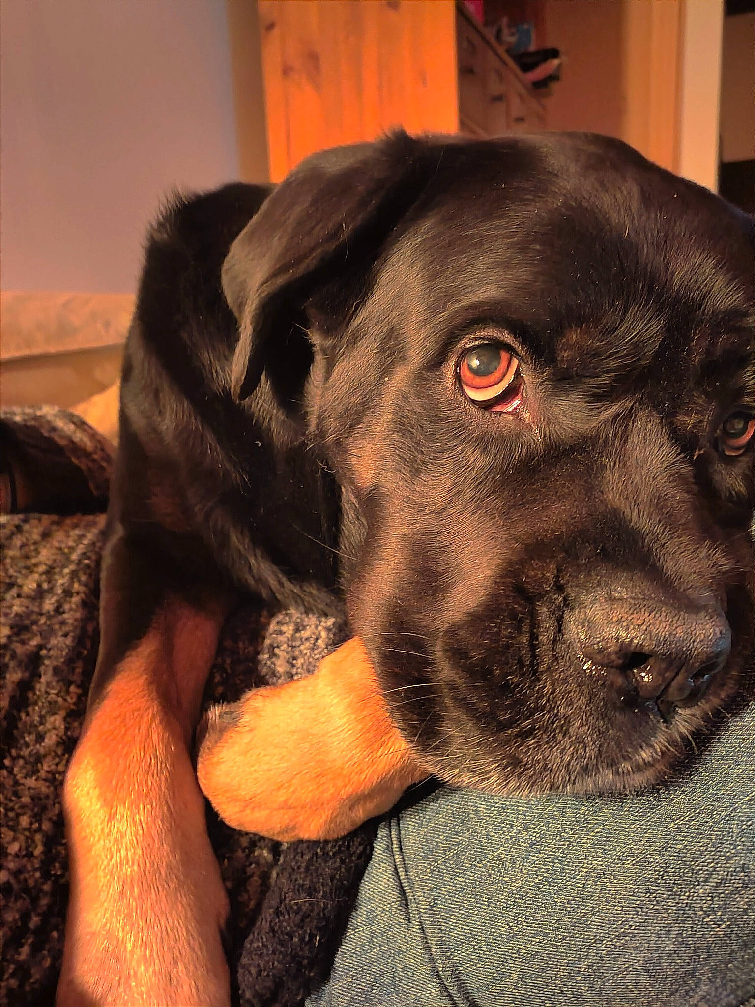 Laska a rejoint le concours — aidez-le/la à gagner de superbes lots ! borador, canidae, carnivore, collar, comfort, companion_dog, dog, dog_breed, dog_collar, ear, fawn, fur, guard_dog, liver, pet_supply, retriever, snout, sporting_group, whiskers, working_animal