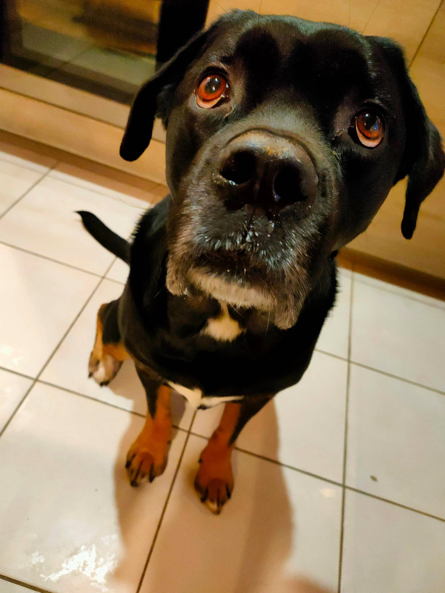 Laska participe au concours pour gagner de l'argent avec cette photo : borador, canidae, carnivore, collar, companion_dog, dog, dog_breed, fawn, flooring, fur, guard_dog, liver, metal, pet_supply, snout, sporting_group, terrestrial_animal, whiskers, working_animal, working_dog