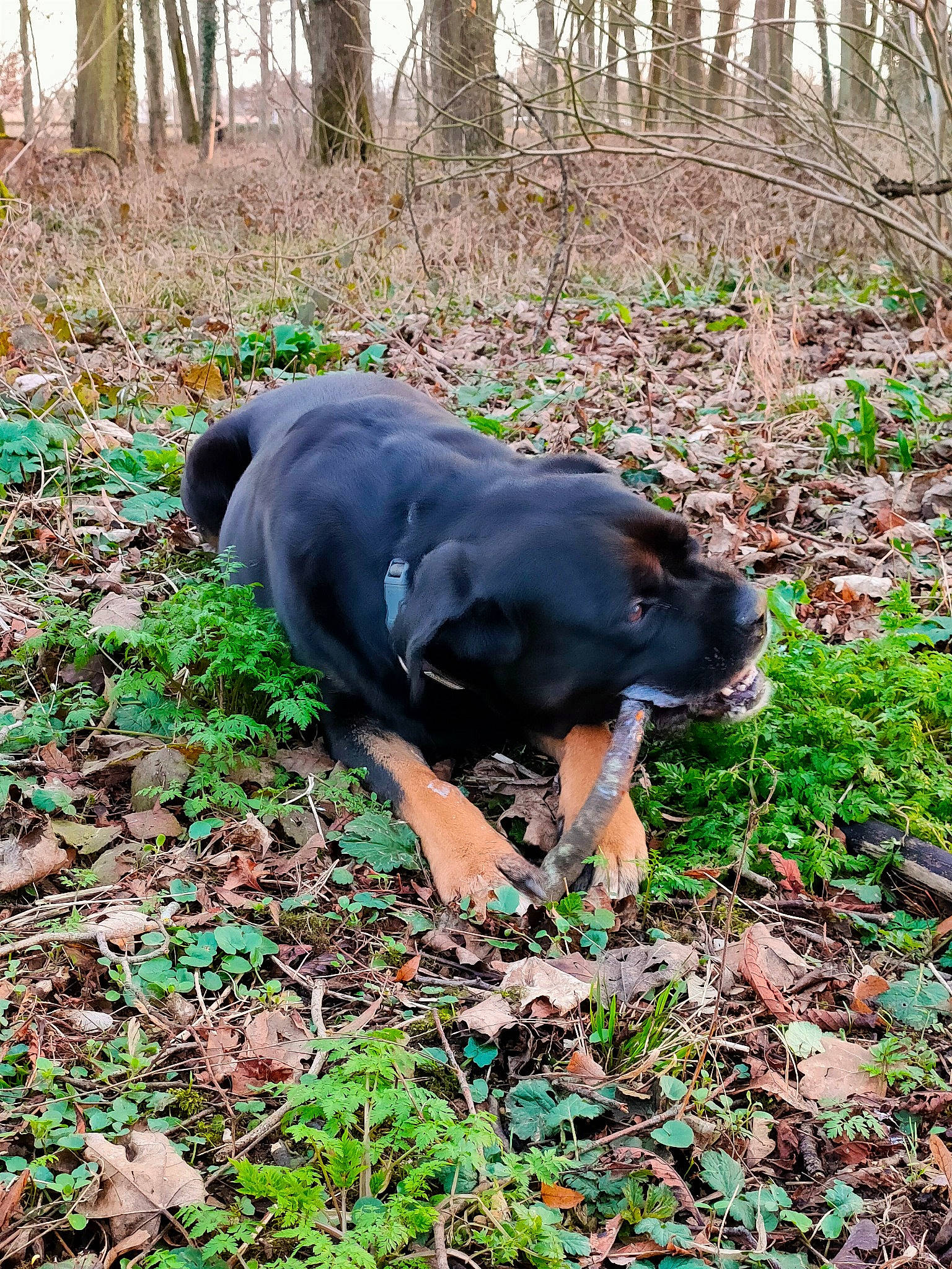 Laska a rejoint le concours — aidez-le/la à gagner de superbes lots ! biome, borador, carnivore, companion_dog, dog, dog_breed, forest, grass, groundcover, guard_dog, hunting_dog, plant, soil, tail, terrestrial_animal, tree, wood, woodland, working_animal, working_dog