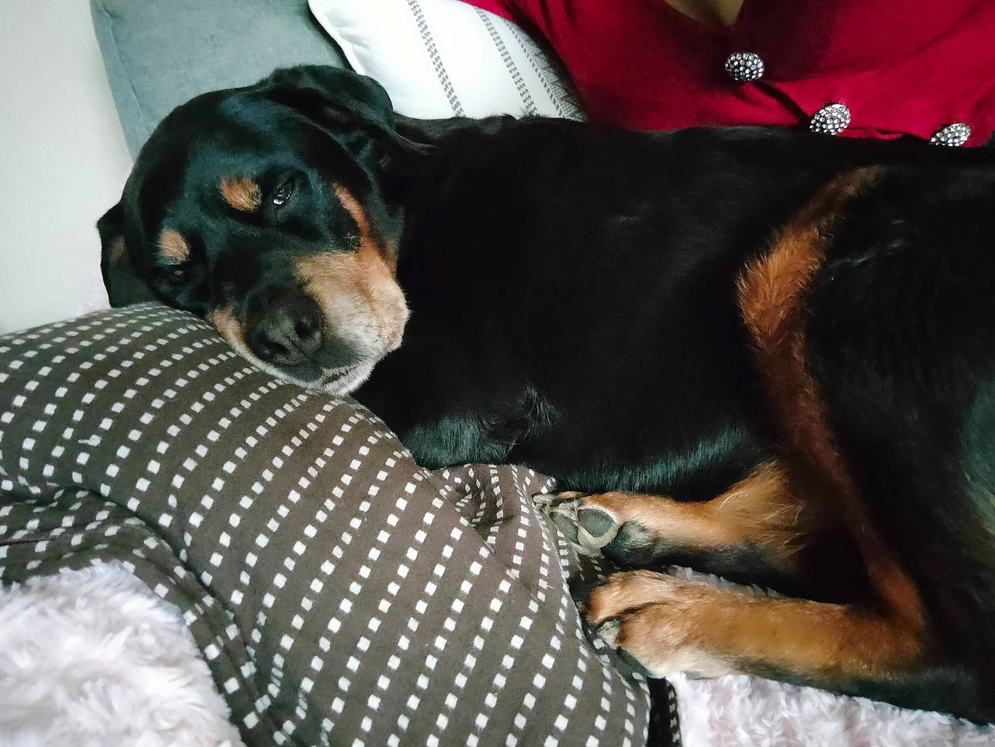 Loulou a rejoint le concours — aidez-le/la à gagner de superbes lots ! canidae, carnivore, collar, comfort, companion_dog, dog, dog_breed, dog_supply, fur, guard_dog, hound, montenegrin_mountain_hound, pattern, scent_hound, snout, sporting_group, terrestrial_animal, working_animal, working_dog